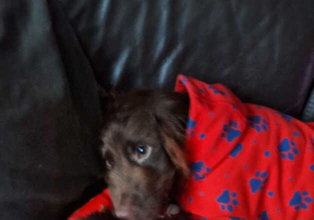 Cocker Spaniel puppies for sale in Camberley, Surrey – 1 year old - Image 2 of 2