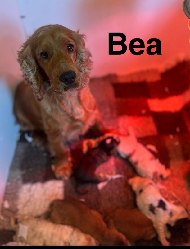 Handsome lemon roan cocker. Spaniel boy still looking for a family