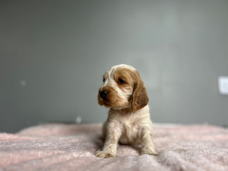 Handsome lemon roan cocker. Spaniel boy still looking for a family - Image 3 of 6