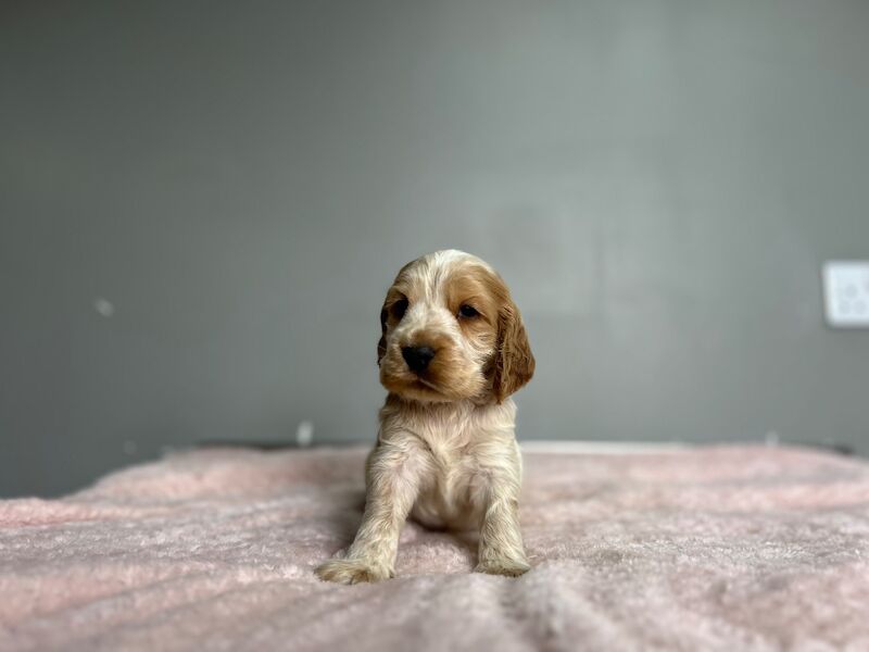 Handsome lemon roan cocker. Spaniel boy still looking for a family - Image 4 of 6