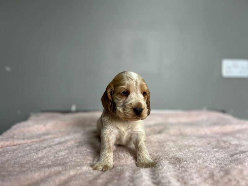 Handsome lemon roan cocker. Spaniel boy still looking for a family - Image 6 of 6