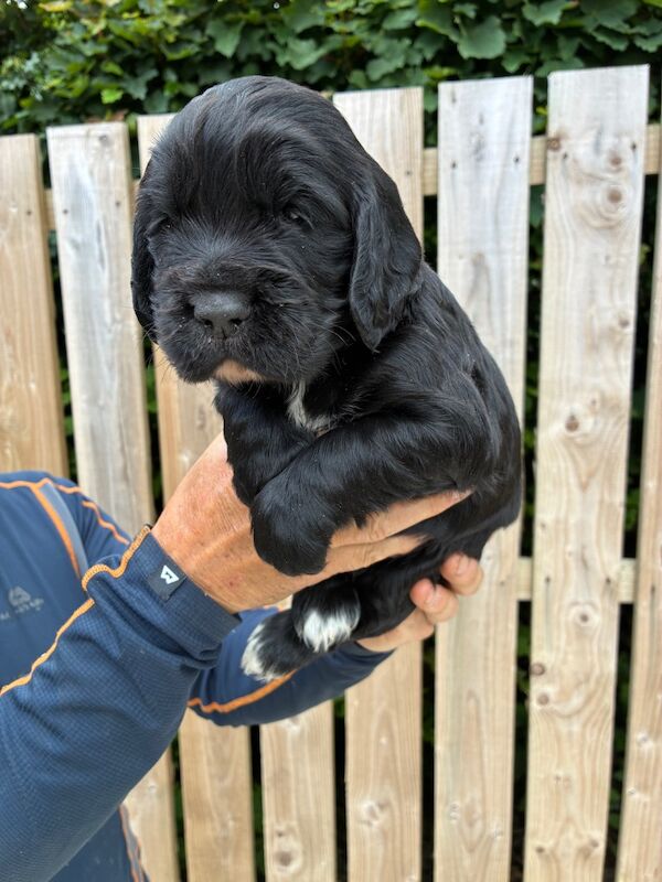 Cocker Spaniel puppies for sale in Lancaster, Lancashire – 5 weeks old