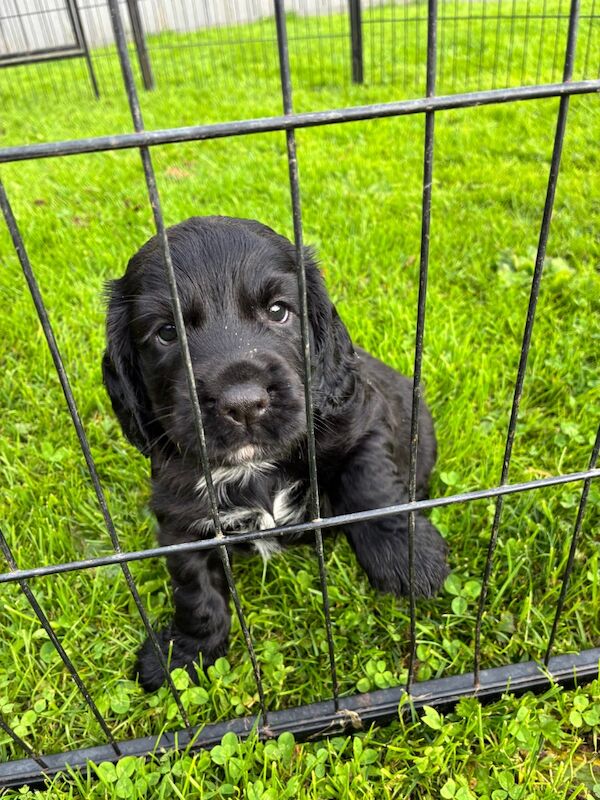 Cocker Spaniel puppies for sale in Lancaster, Lancashire – 5 weeks old - Image 2 of 9