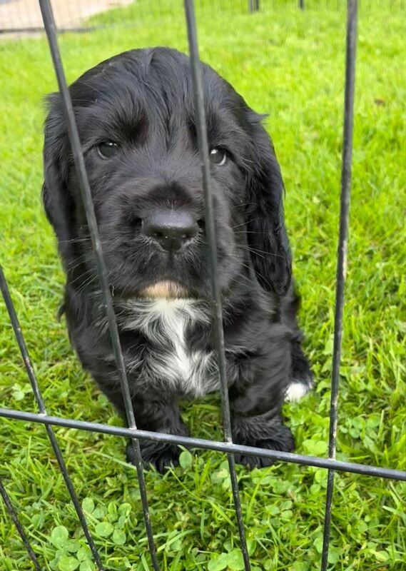 Cocker Spaniel puppies for sale in Lancaster, Lancashire – 5 weeks old - Image 3 of 9