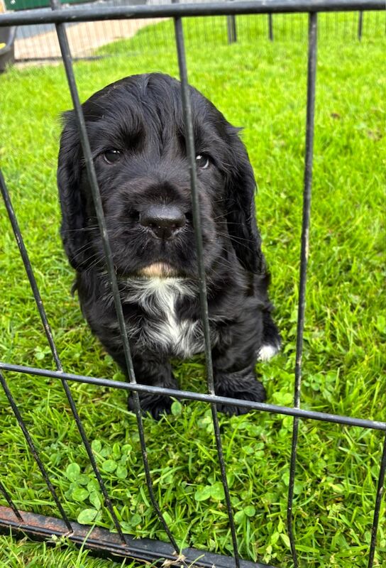 Cocker Spaniel puppies for sale in Lancaster, Lancashire – 5 weeks old - Image 4 of 9