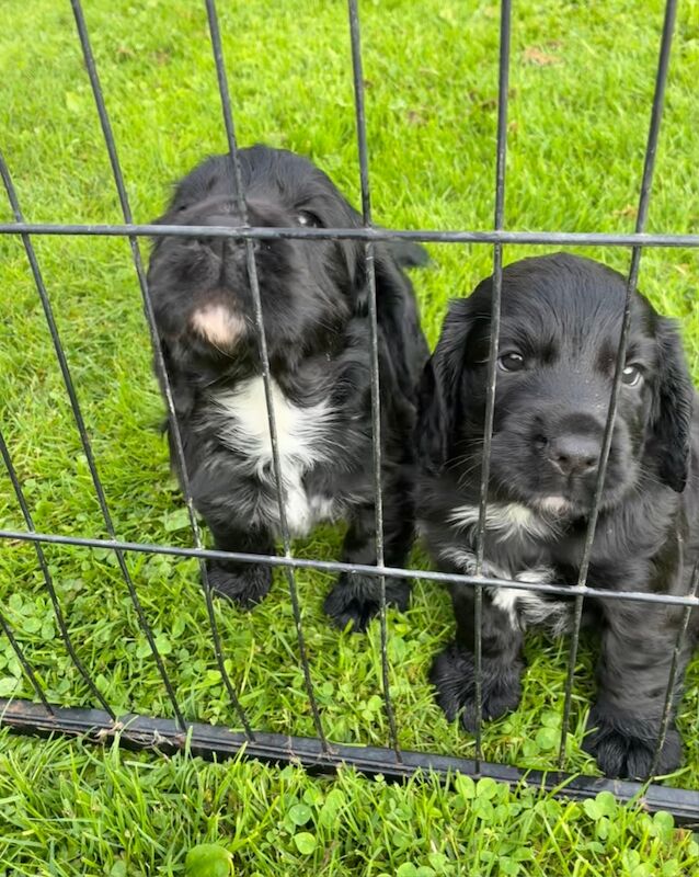 Cocker Spaniel puppies for sale in Lancaster, Lancashire – 5 weeks old - Image 5 of 9