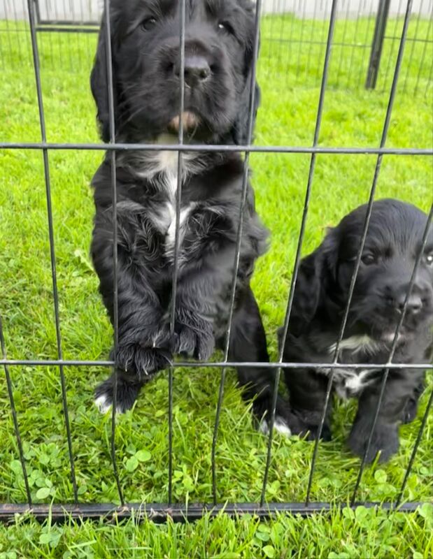 Cocker Spaniel puppies for sale in Lancaster, Lancashire – 5 weeks old - Image 6 of 9