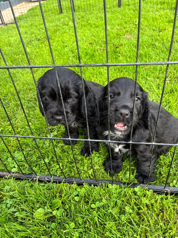 Cocker Spaniel puppies for sale in Lancaster, Lancashire – 5 weeks old - Image 7 of 9