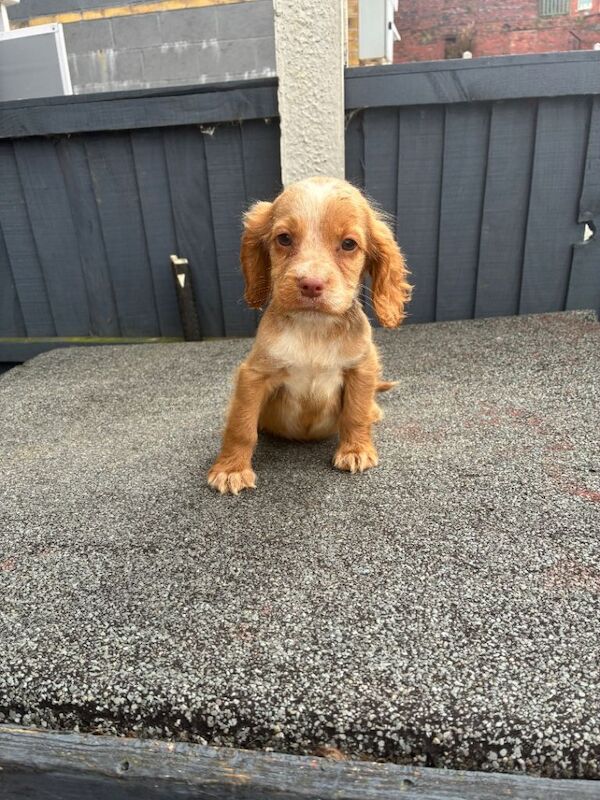 Here I have my litter of 8 beautiful cocker spaniel puppies. - Image 2 of 6