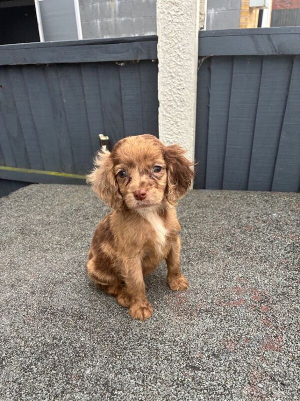 Here I have my litter of 8 beautiful cocker spaniel puppies. - Image 3 of 6