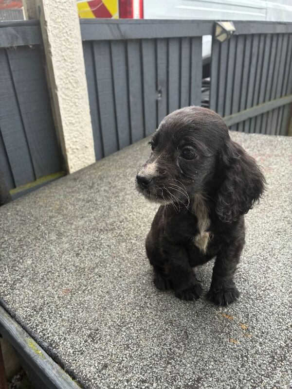 Here I have my litter of 8 beautiful cocker spaniel puppies. - Image 4 of 6