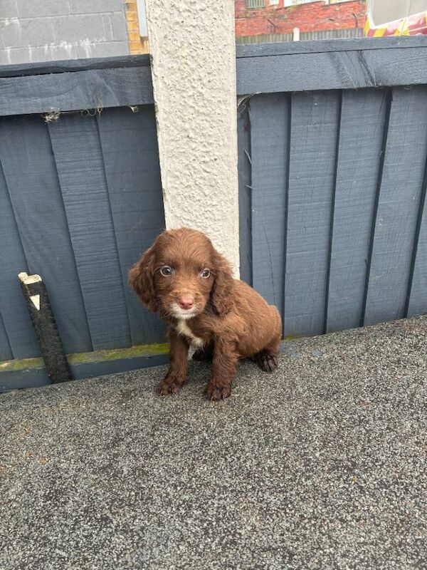 Here I have my litter of 8 beautiful cocker spaniel puppies. - Image 5 of 6