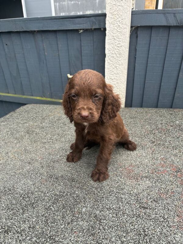 Here I have my litter of 8 beautiful cocker spaniel puppies. - Image 6 of 6