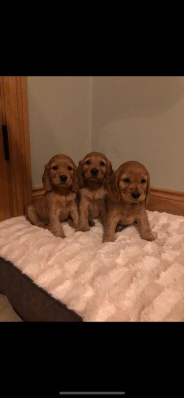 Cocker Spaniel puppies for sale in Crossmaglen, County Armagh – KC registered, 8 weeks old
