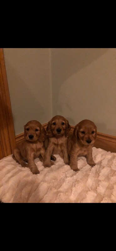 Cocker Spaniel puppies for sale in Crossmaglen, County Armagh – KC registered, 9 weeks old - Image 2 of 3