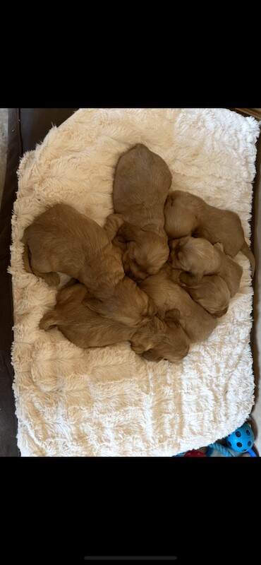 Cocker Spaniel puppies for sale in Crossmaglen, County Armagh – KC registered, 9 weeks old - Image 3 of 3