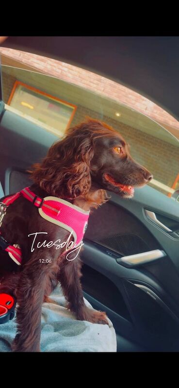 Ivy - a beautiful, loving and playful Cocker Spaniel - Image 3 of 3