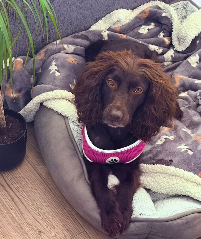 Ivy - a beautiful, loving and playful Cocker Spanniel