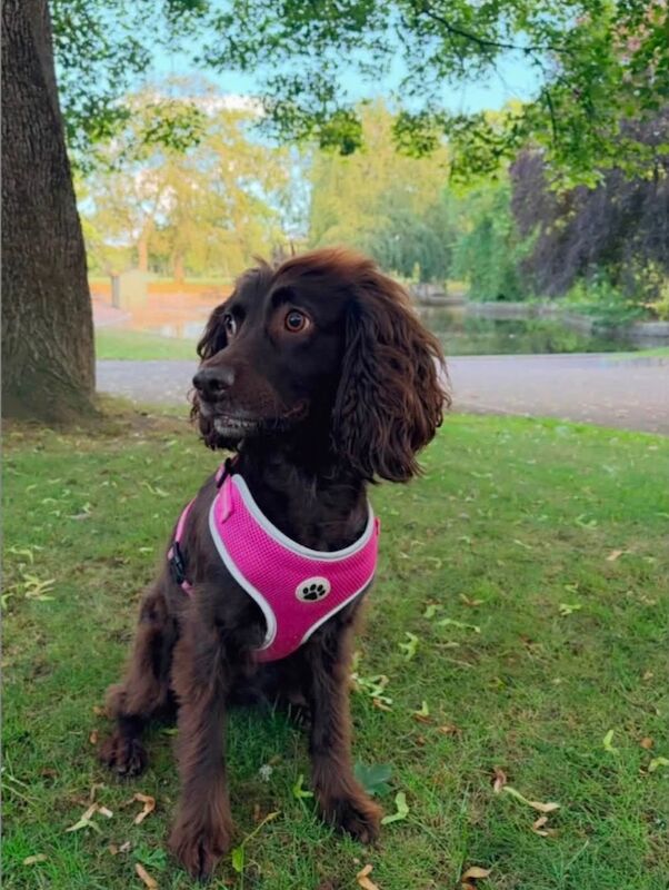 Ivy - a beautiful, loving and playful Cocker Spaniel