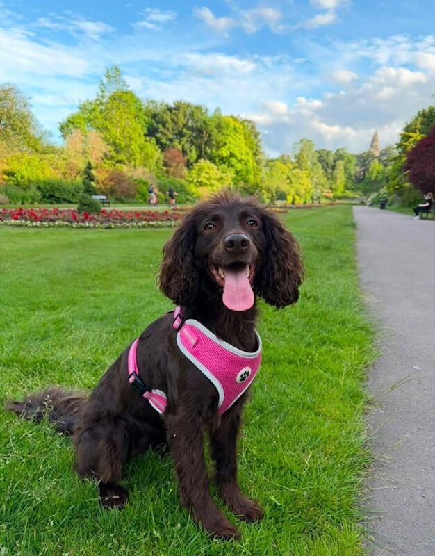 Ivy - a beautiful, loving and playful Cocker Spaniel - Image 2 of 3