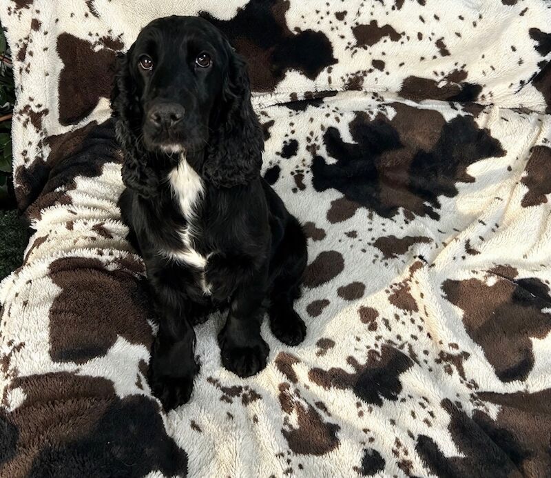 Cocker Spaniel Puppies For Sale