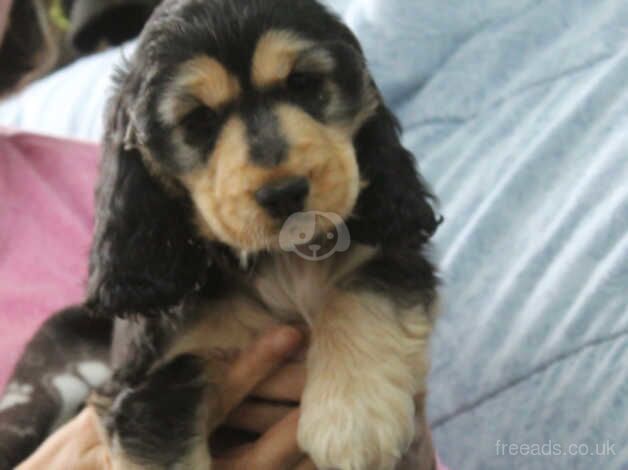Cocker Spaniel puppies for sale in Carmarthen/Caerfyrddin, Carmarthenshire – 1 year old - Image 1 of 5