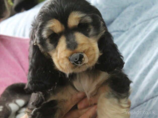 Cocker Spaniel puppies for sale in Carmarthen/Caerfyrddin, Carmarthenshire – 1 year old - Image 2 of 5