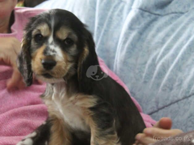 Cocker Spaniel puppies for sale in Carmarthen/Caerfyrddin, Carmarthenshire – 1 year old - Image 3 of 5