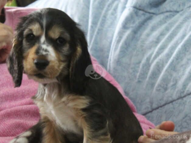 Cocker Spaniel puppies for sale in Carmarthen/Caerfyrddin, Carmarthenshire – 1 year old - Image 4 of 5