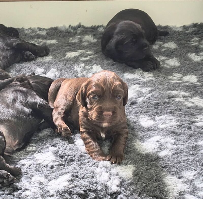 K C Registered working cocker spaniels