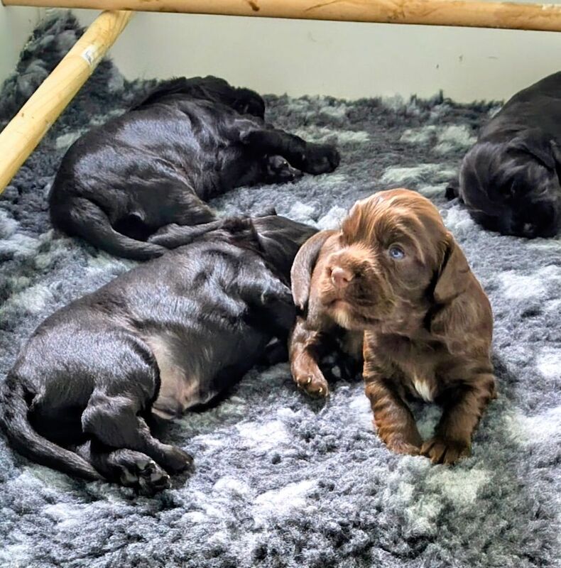 K C Registered working cocker spaniels - Image 2 of 9