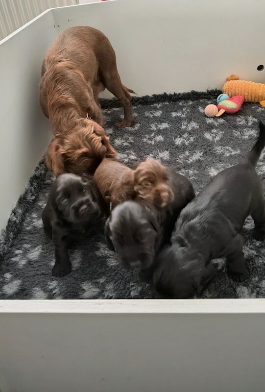 K C Registered working cocker spaniels - Image 3 of 9