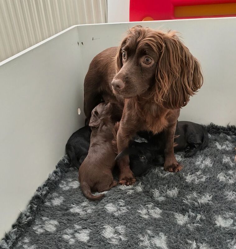 K C Registered working cocker spaniels - Image 4 of 9