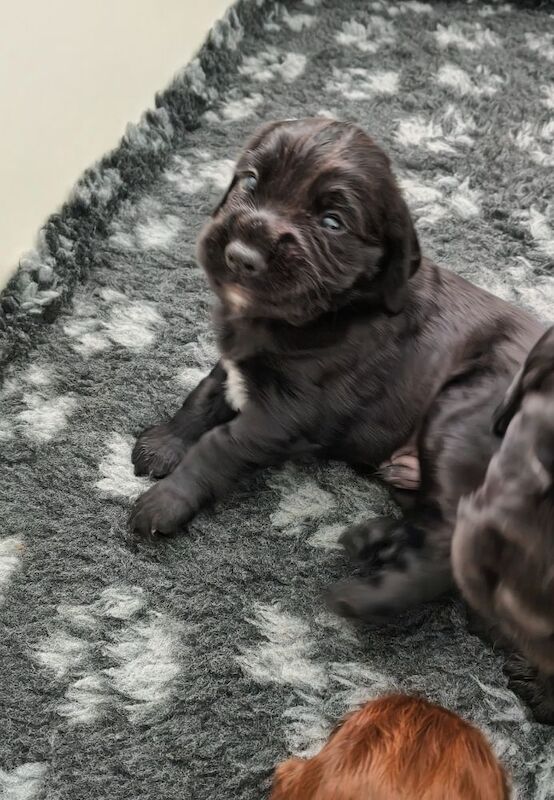 K C Registered working cocker spaniels - Image 5 of 9