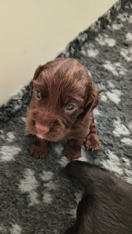 K C Registered working cocker spaniels - Image 6 of 9