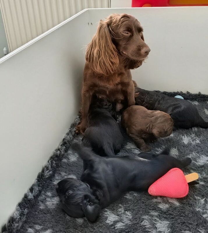 K C Registered working cocker spaniels - Image 7 of 9