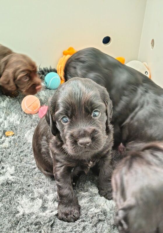 K C Registered working cocker spaniels - Image 8 of 9