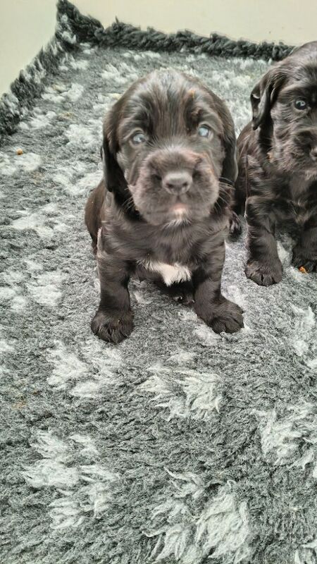 K C Registered working cocker spaniels - Image 9 of 9