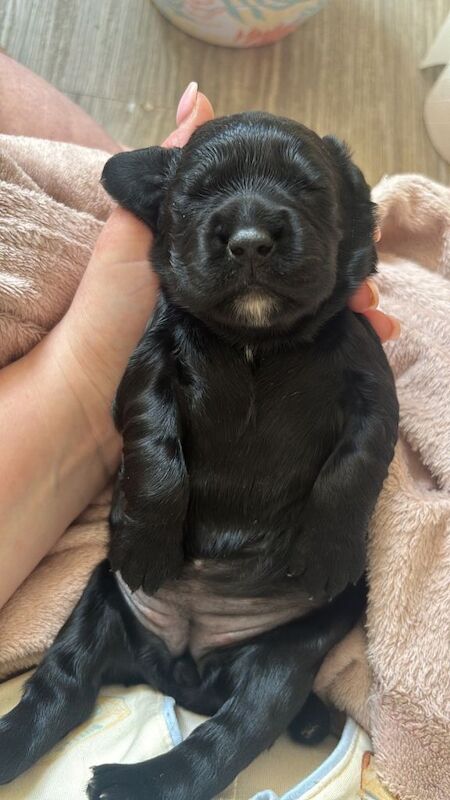 KC Cocker Spaniel - Image 2 of 5