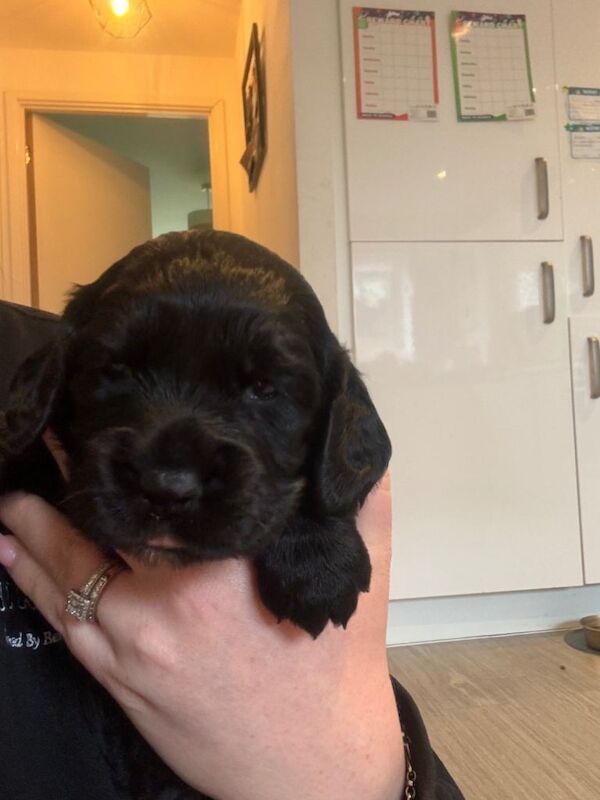 KC Cocker Spaniel - Image 3 of 5