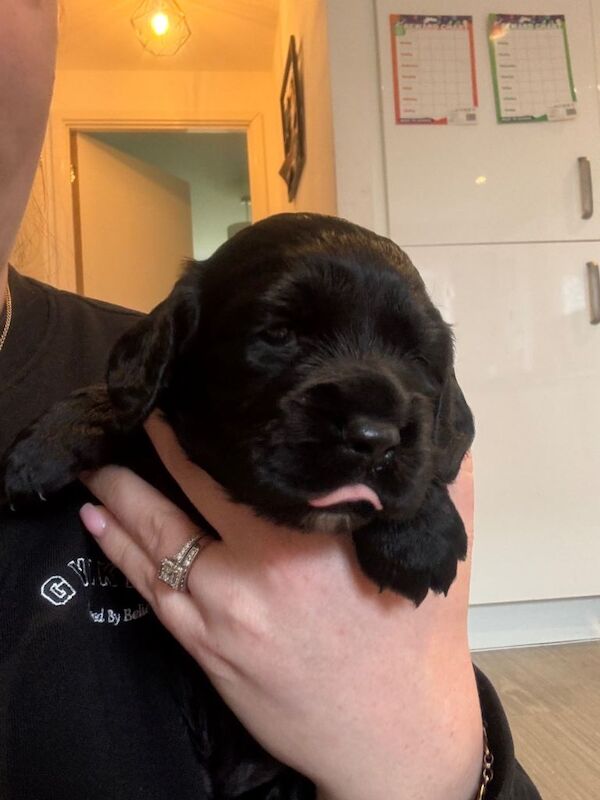 KC Cocker Spaniel - Image 4 of 5