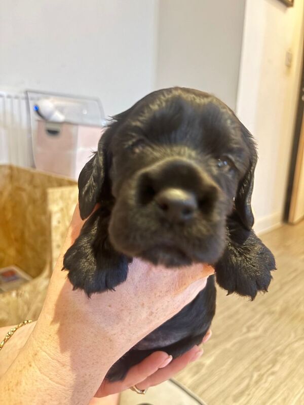 KC Cocker Spaniel - Image 5 of 5