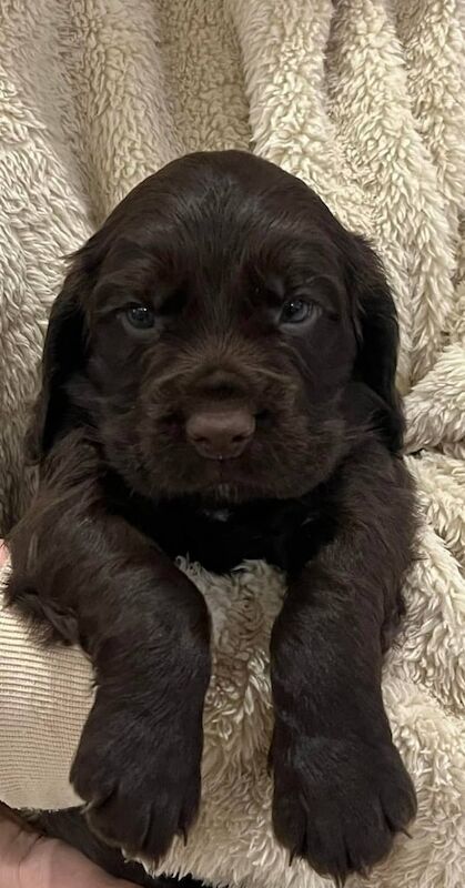 KC Cocker Spaniel Puppies - Image 2 of 3