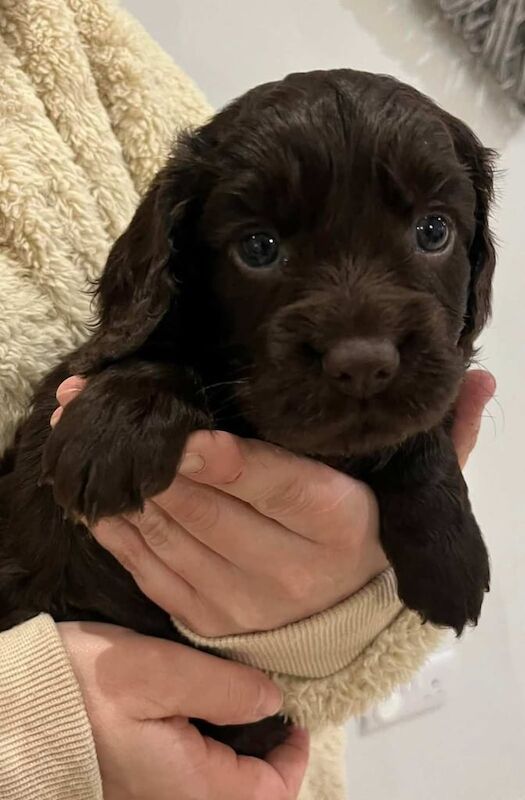 KC Cocker Spaniel Puppies - Image 3 of 3
