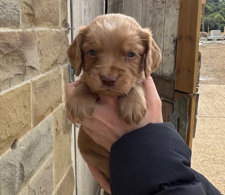KC Cocker Spaniel Puppies - Image 2 of 3