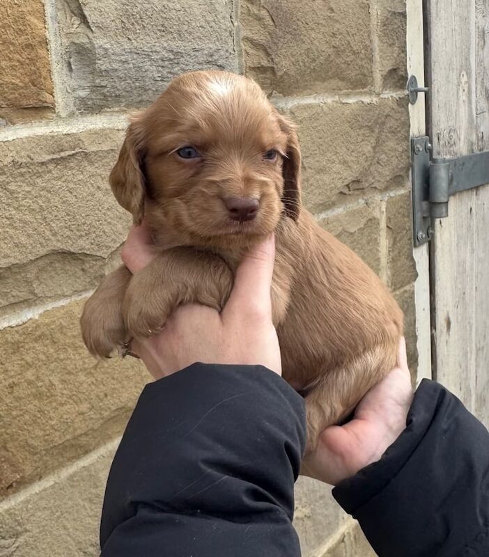 KC Cocker Spaniel Puppies - Image 3 of 3