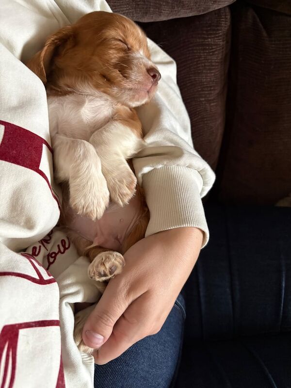 Cocker Spaniel puppies for sale in Bishop Auckland, Durham – KC registered, 7 weeks old