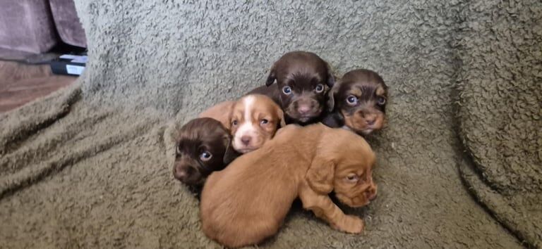 Cocker Spaniel puppies for sale in Bishop Auckland, Durham – KC registered, 7 weeks old - Image 2 of 4