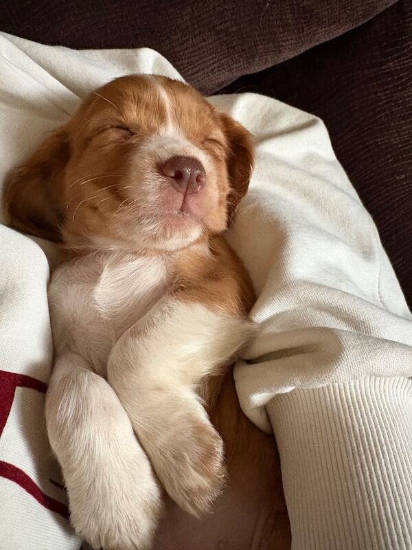 Cocker Spaniel puppies for sale in Bishop Auckland, Durham – KC registered, 7 weeks old - Image 3 of 4