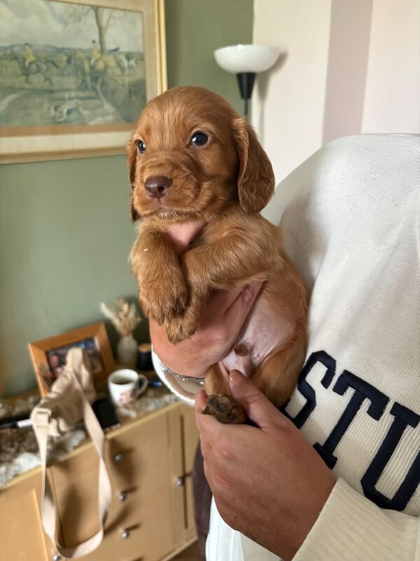 Cocker Spaniel puppies for sale in Bishop Auckland, Durham – KC registered, 7 weeks old - Image 4 of 4